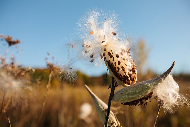 The fibers from milkweed seed pods are lightweight, buoyant and insulating, so they can be used as stuffing for life jackets, pillows and quilts. DRAKE FLEEGE / ADOBE STOCK PHOTO